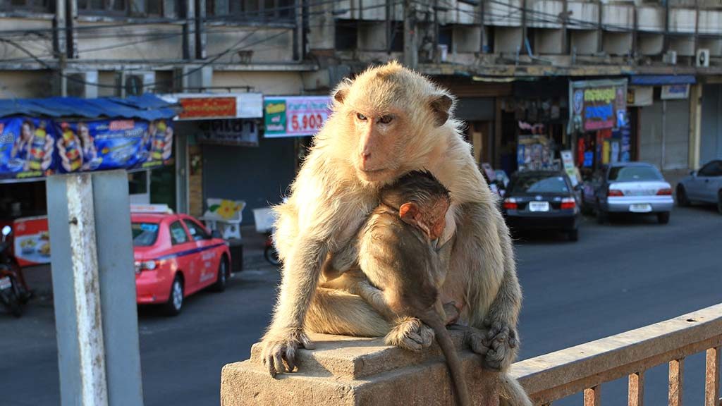 Monkeys in Lopburi.