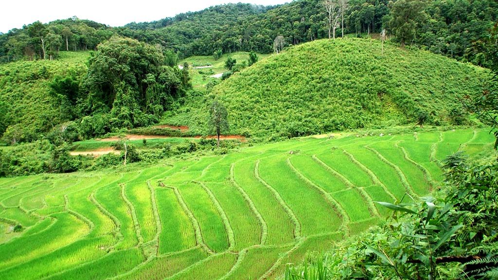 Rice fields in Doi Inthanon.