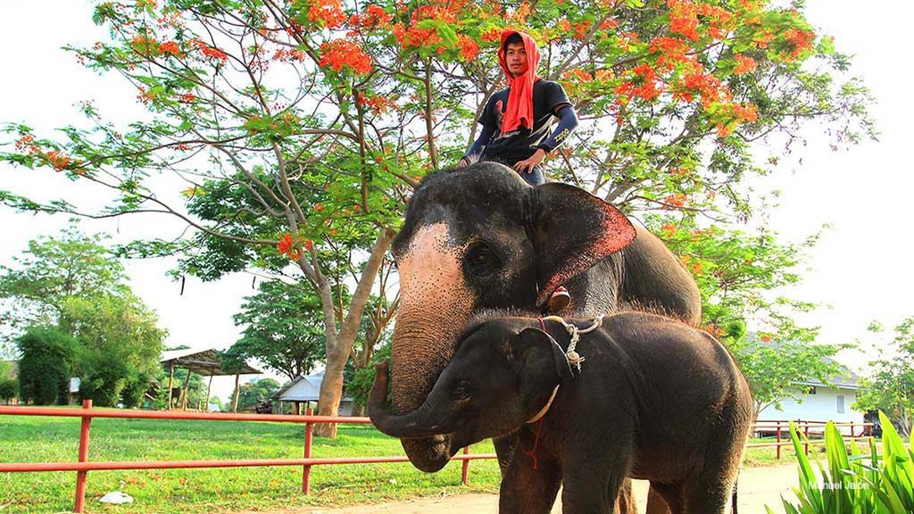 Elephants live with humans in Isaan.
