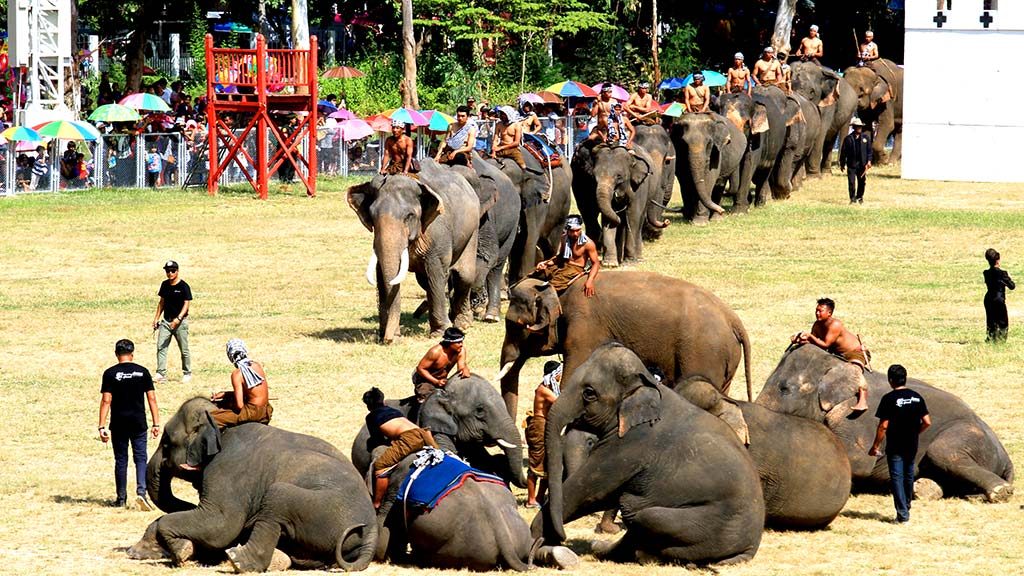 Round-up and elephant show, Surin.