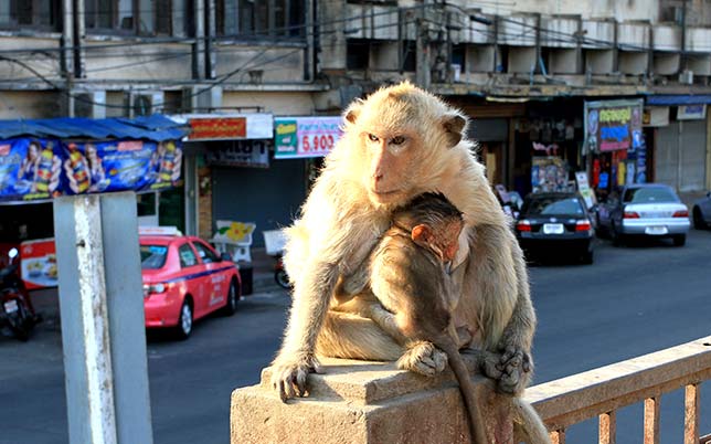 Monkeys, mother and son, in Lopburi.
