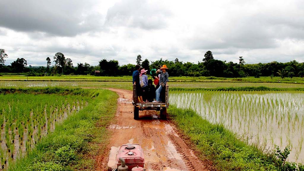 Rice fields in the monsoon season