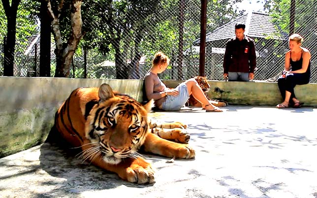 Visitors inside a cage with tigers.