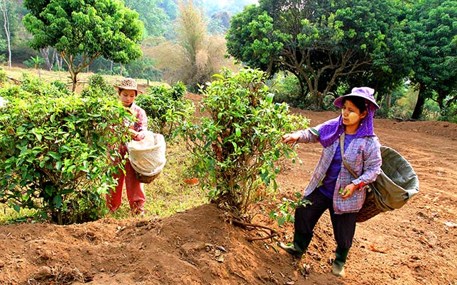 Young people of the Lahu tribe working in the hills.