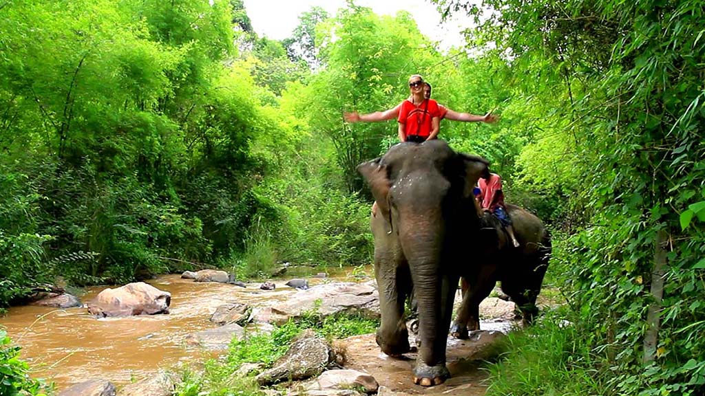 Elephant-13 Elephant camp.
