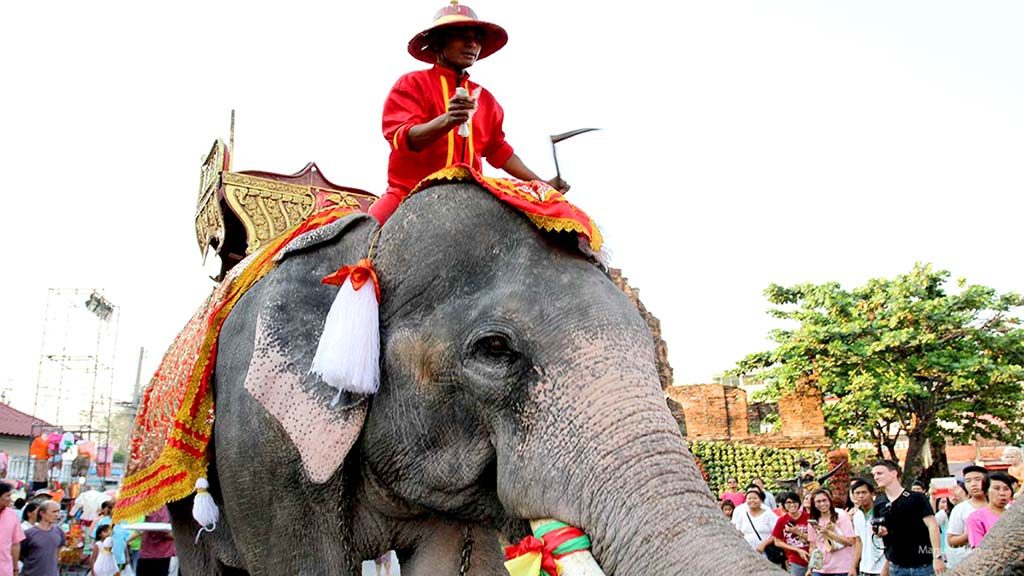 Elephant in Lopburi.