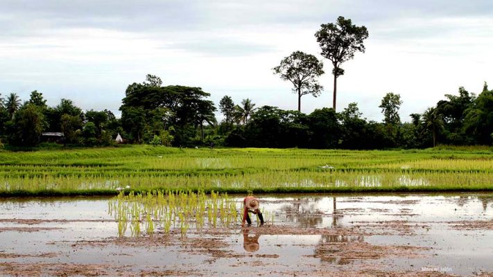 Sakon Nakhon rice fields